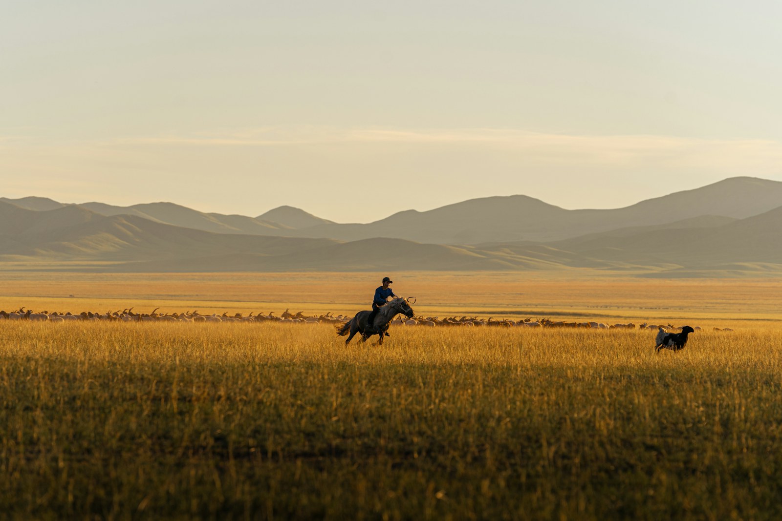 A herder rides across the steppe at golden hour